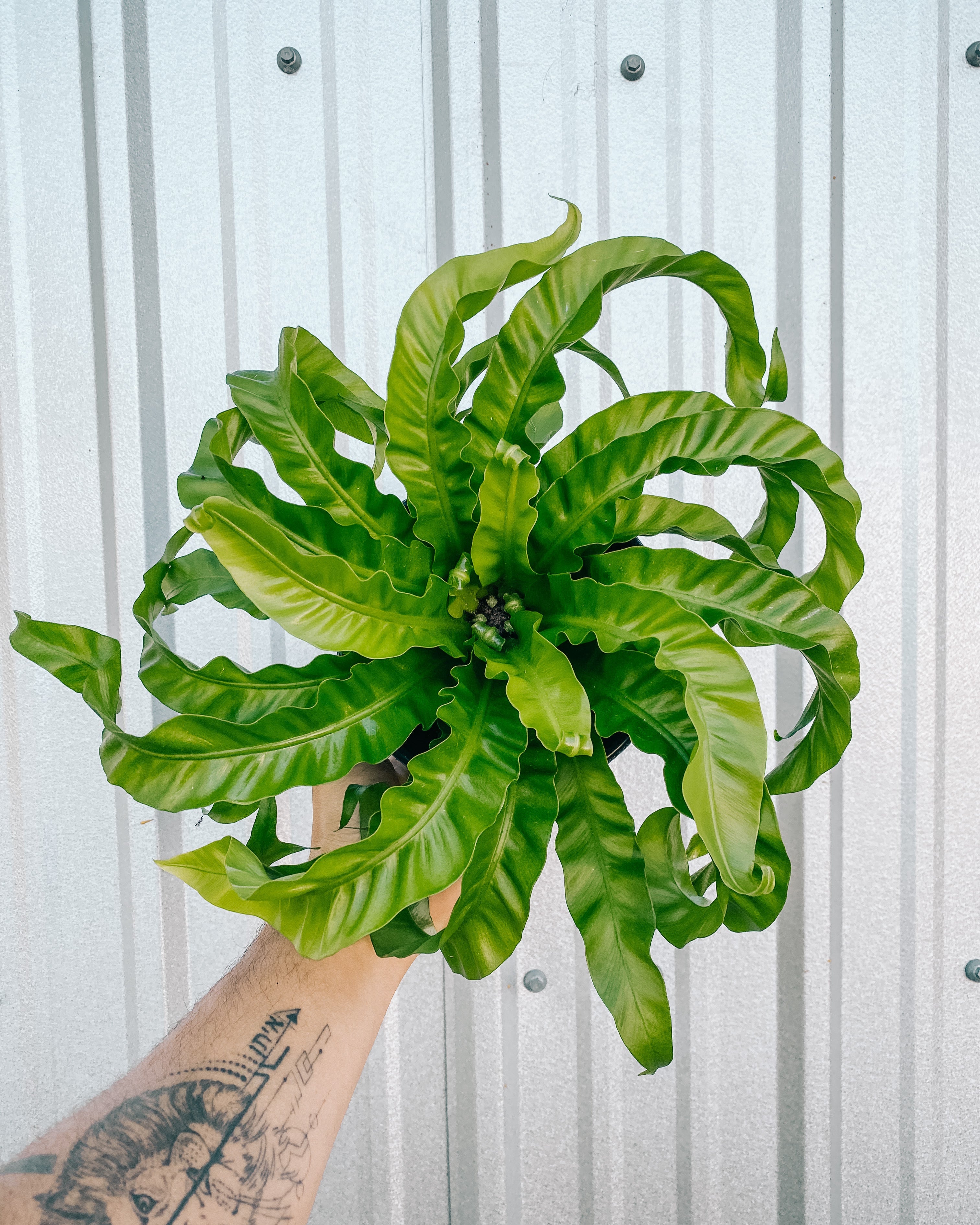 birds nest fern hurricane 6" Birds Nest Fern 'Hurricane' – BWH Plant Co