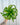 A person holding a 6-inch Birds Nest Fern 'Hurricane' plant against a metal background.