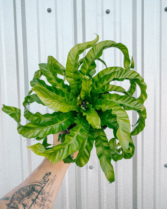 6" Birds Nest Fern 'Hurricane'