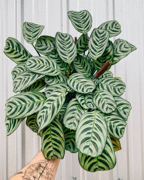 burle marx calathea live plant in a 6 inch pot 6" Calathea 'Burle Marx' – BWH Plant Co