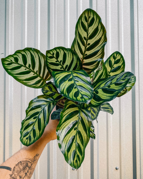 calathea makoyana prayer plant 6" Calathea 'Makoyana' – BWH Plant Co