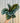 A close-up image of a person holding a Calathea 'Marion' houseplant with distinctive green and patterned leaves.
