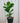 6" Ficus Lyrata 'Little Sunshine'
