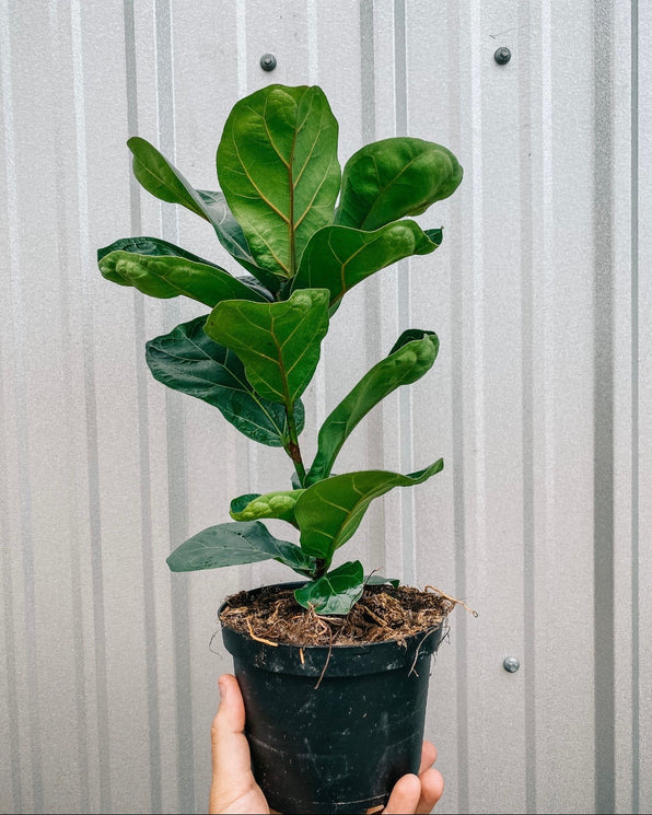 Rare Ficus Tree Shop Ficus “Fig Trees” – Indoor & Rare Varieties – BWH Plant Co