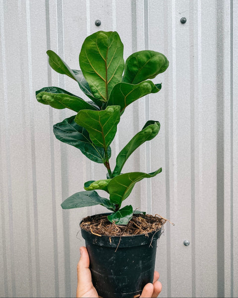 fiddle leaf fig little sunshine 6" Ficus Lyrata 'Little Sunshine'