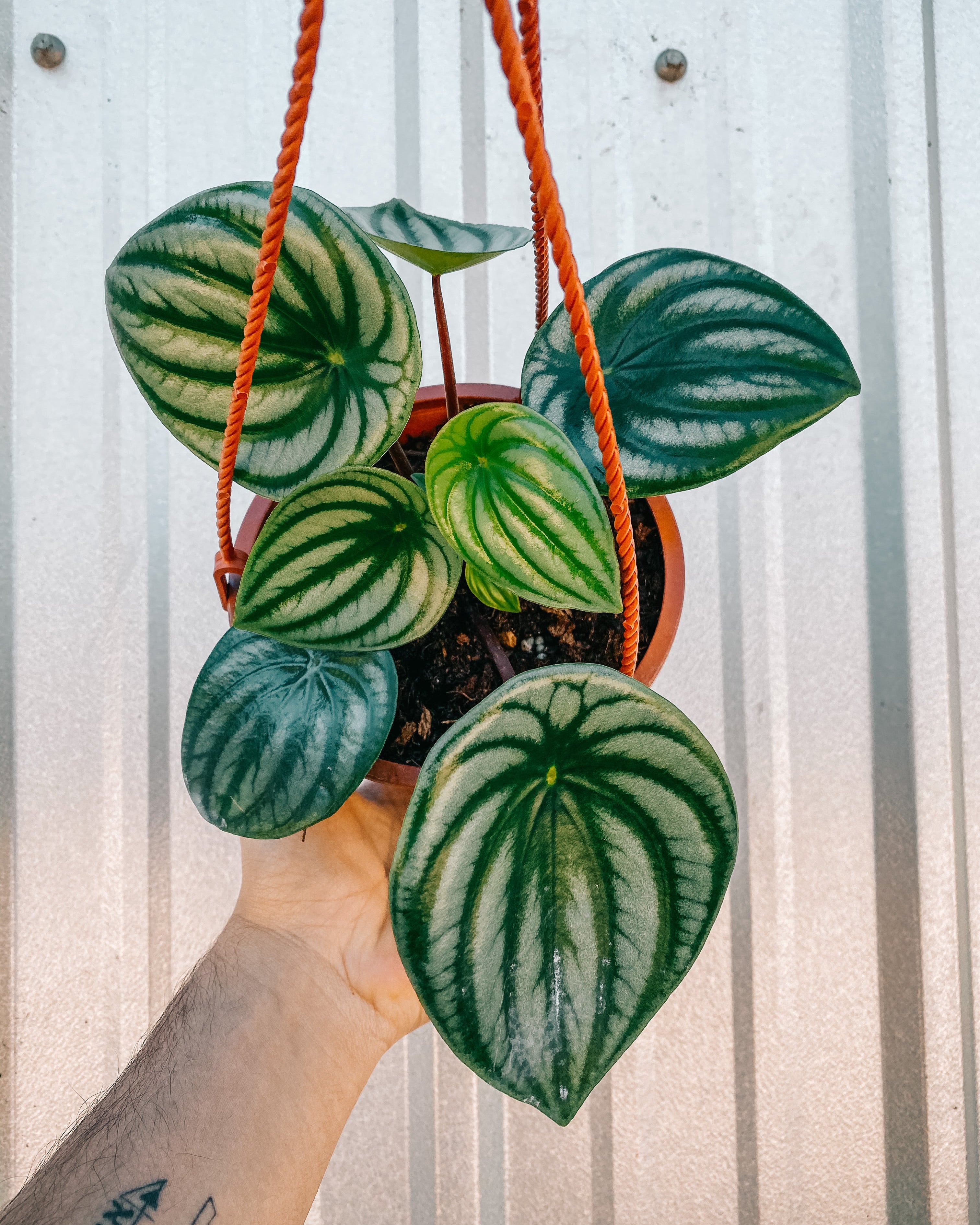 peperomia hanging plant 6" Peperomia Argyreia 'Watermelon' (Hanging Basket) – BWH Plant Co