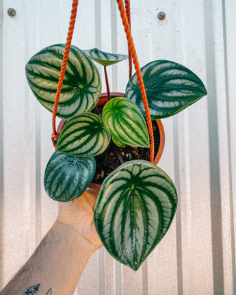 A hanging basket of Peperomia Argyreia 'Watermelon' houseplants with thick green leaves and deep red stems.