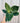 A person holding a 6-inch Philodendron 'Birkin' plant with variegated dark green leaves with creamy-white pinstripes.