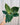 A person holding a 6-inch Philodendron 'Birkin' plant with variegated dark green leaves with creamy-white pinstripes.
