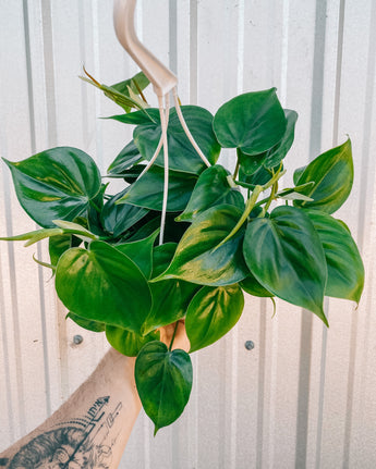 A person holding a 6-inch hanging basket of Philodendron 'Cordatum' with heart-shaped green leaves.