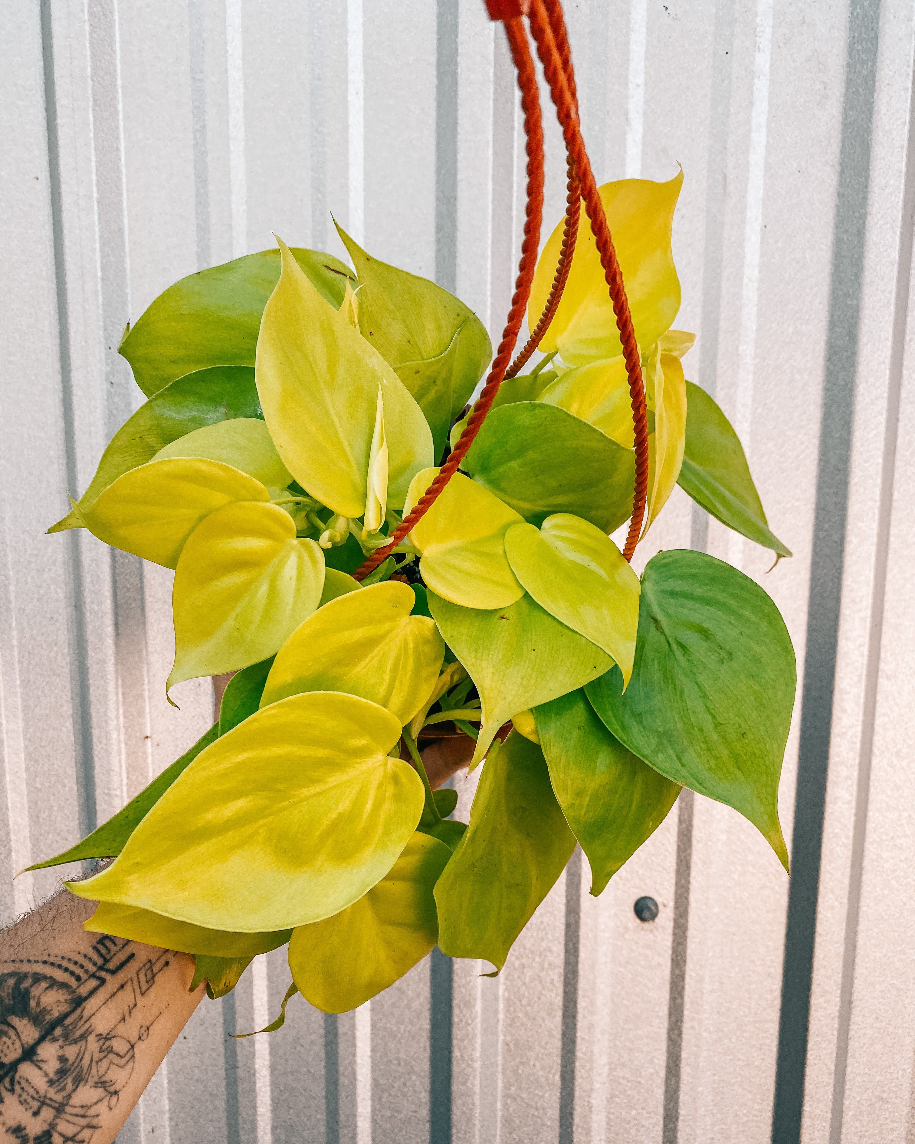 philodendron hederaceum lemon 6" Philodendron 'Cordatum Lemon' (Hanging Basket) – BWH Plant Co