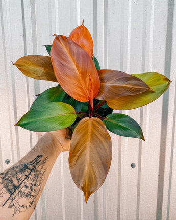 A person holding a Philodendron 'Mccolley's Finale' houseplant with deep red stems and rust-colored leaves against a metal background.