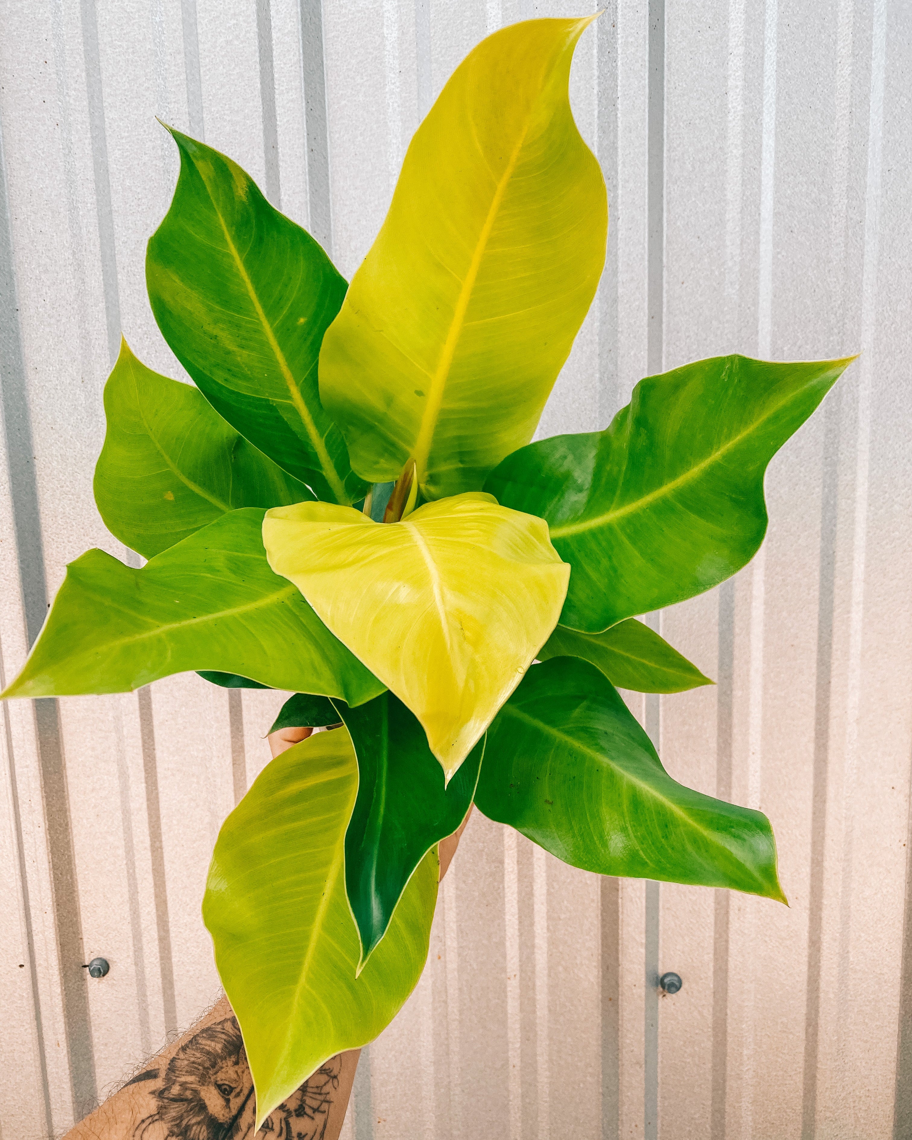 philodendron moonglow 6" Philodendron 'Moonlight'