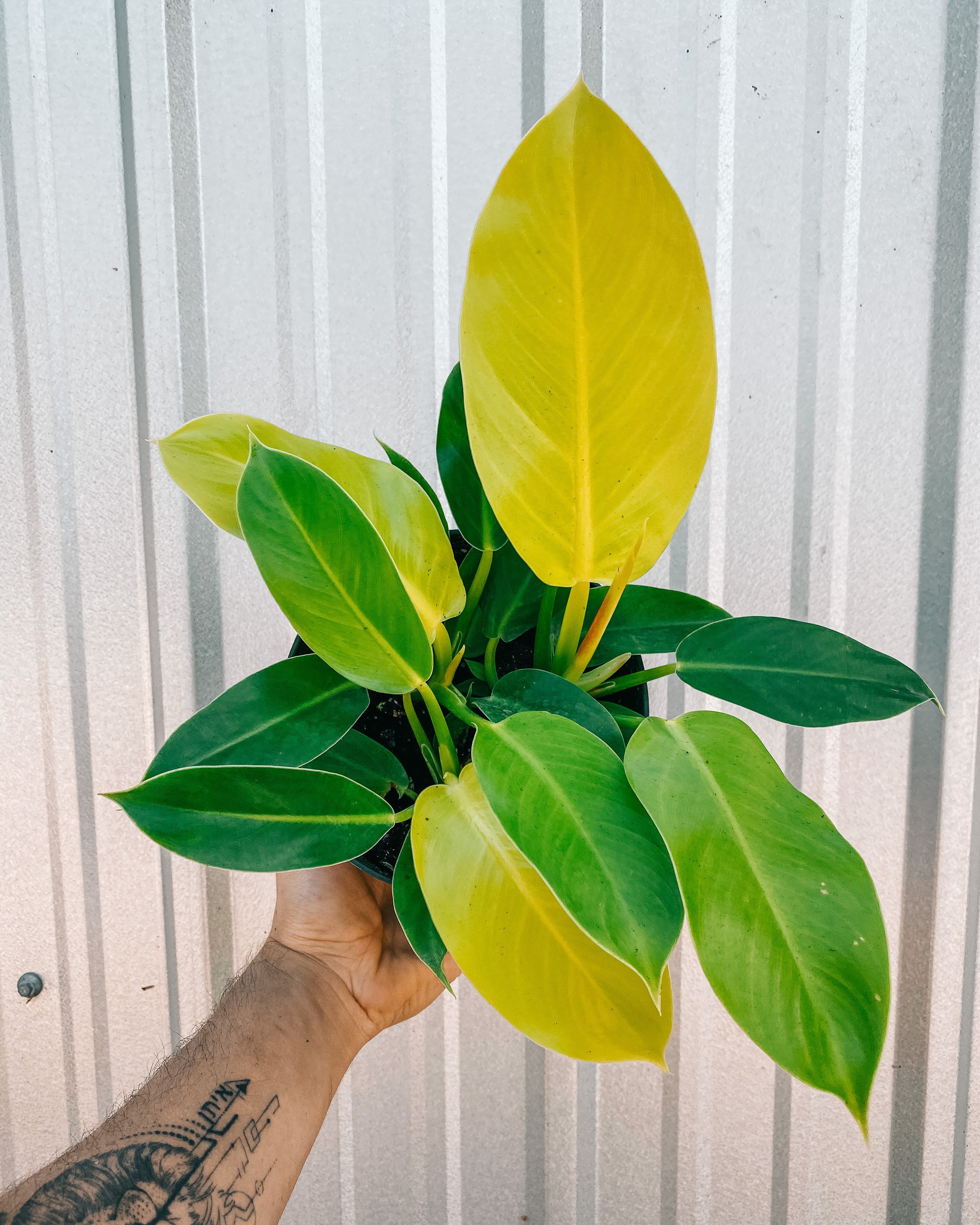 moonlight hybrid philodendron 6" Philodendron 'Moonlight' – BWH Plant Co