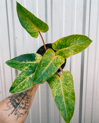 A person holding a 6-inch Philodendron 'Painted Lady' plant with green leaves splashed with vibrant yellow variegation.