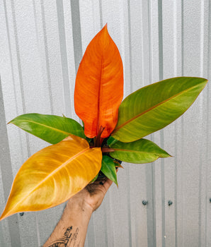 A potted Philodendron 'Prince of Orange' houseplant with deep red stems and new orange leaves that are turning green, held against a metallic background.