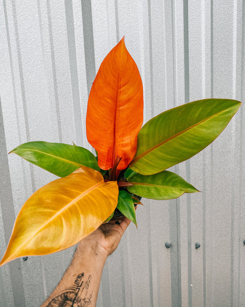 philodendron orange you gorgeous 6" Philodendron 'Prince of Orange'