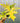 A person holding a 6-inch Philodendron 'Warscewiczii Aurea' plant with green and yellow foliage.