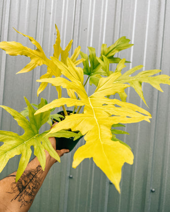 A person holding a 6-inch Philodendron 'Warscewiczii Aurea' plant with green and yellow foliage.