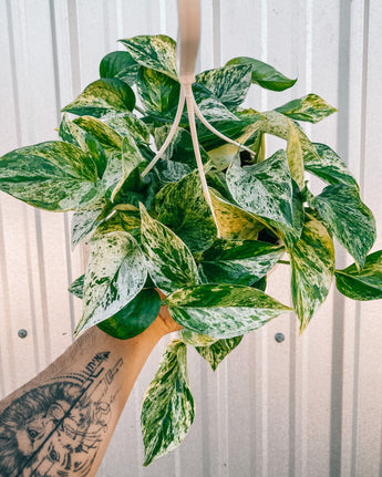 A variegated pothos plant with creamy white and green marbled leaves, held against a metal background.