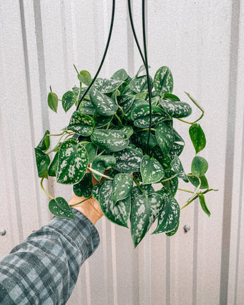 A person holding a 6-inch Scindapsus 'Pictus Argyraeus' houseplant with heart-shaped leaves with shimmery silver variegation, in a hanging basket.