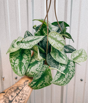 6" Scindapsus 'Pictus Exotica' (Hanging Basket)