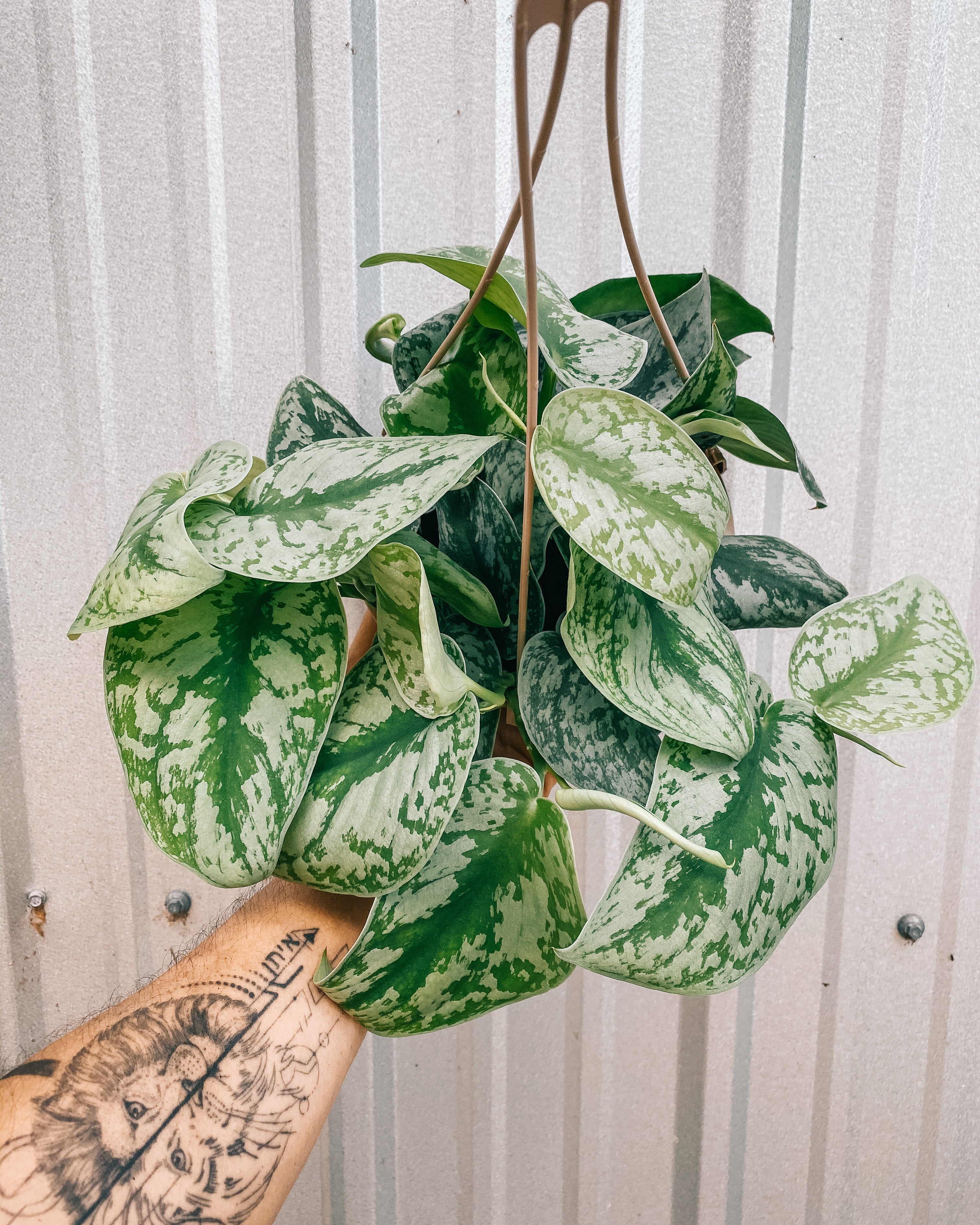 hanging silver pothos 6" Scindapsus 'Pictus Exotica' (Hanging Basket) – BWH Plant Co