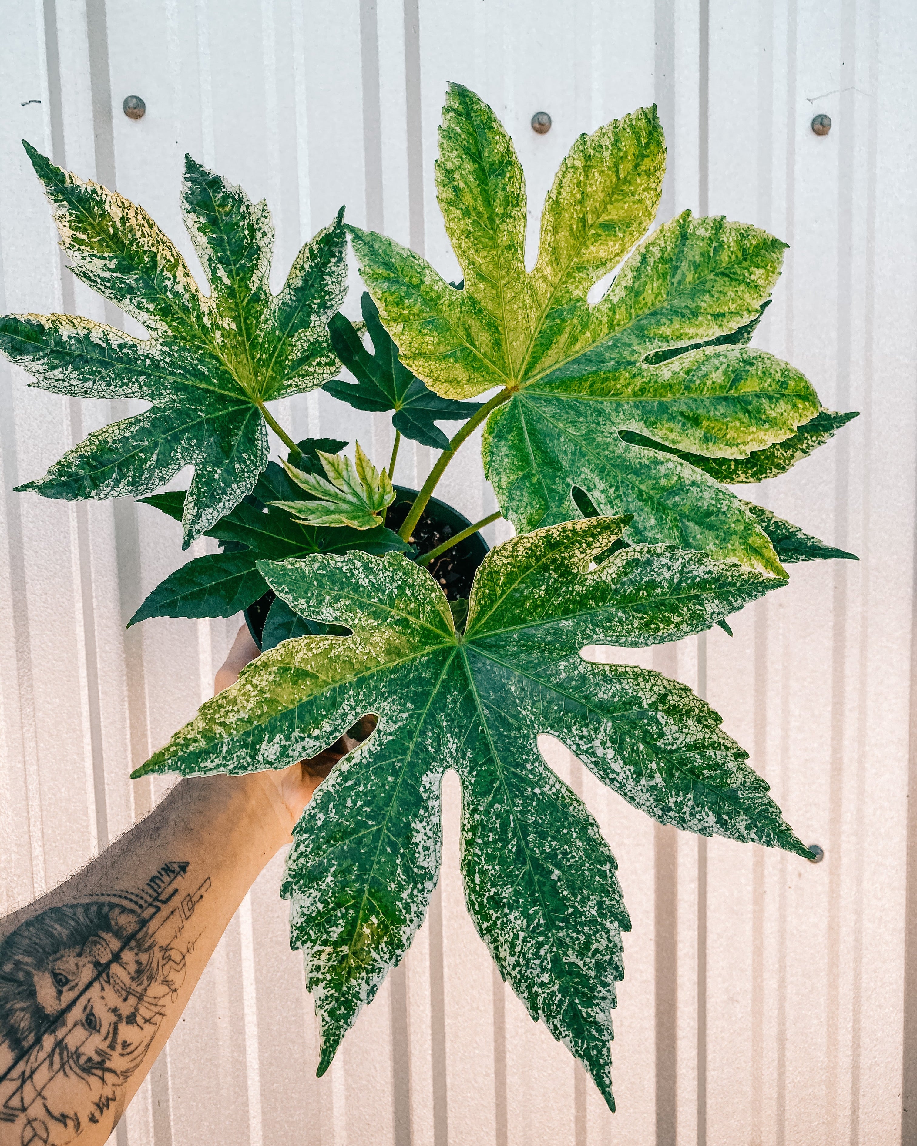 spider web fatsia plant 6" Variegated Fatsia 'Japonica' (Spiders Web)
