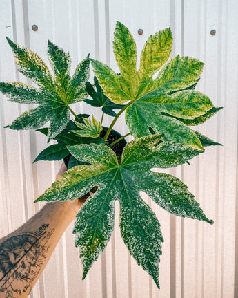 A 6-inch Variegated Fatsia 'Japonica' plant with green leaves featuring white marbling, held against a metal background.