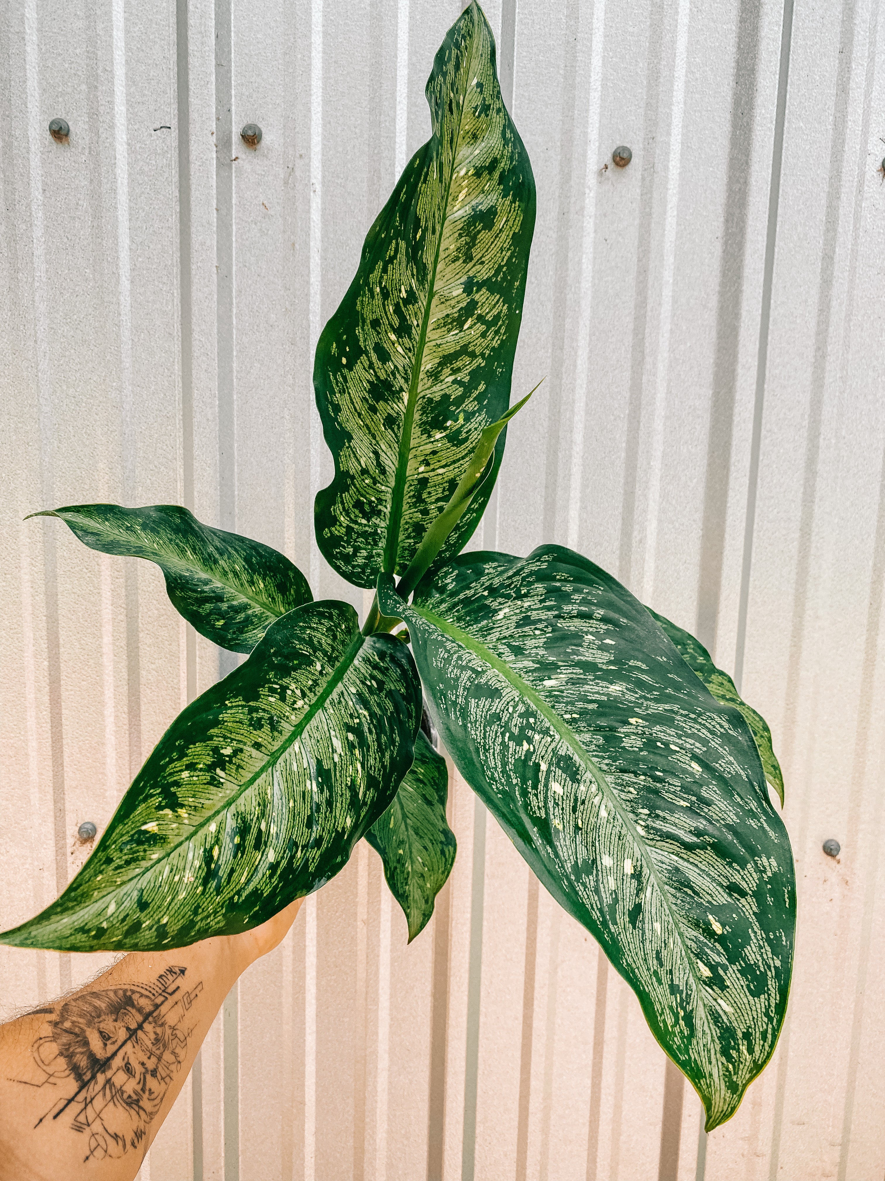 tiki dieffenbachia 6" Dieffenbachia 'Tiki' – BWH Plant Co