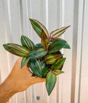 4" Tradescantia 'Zebrina Multicolor'