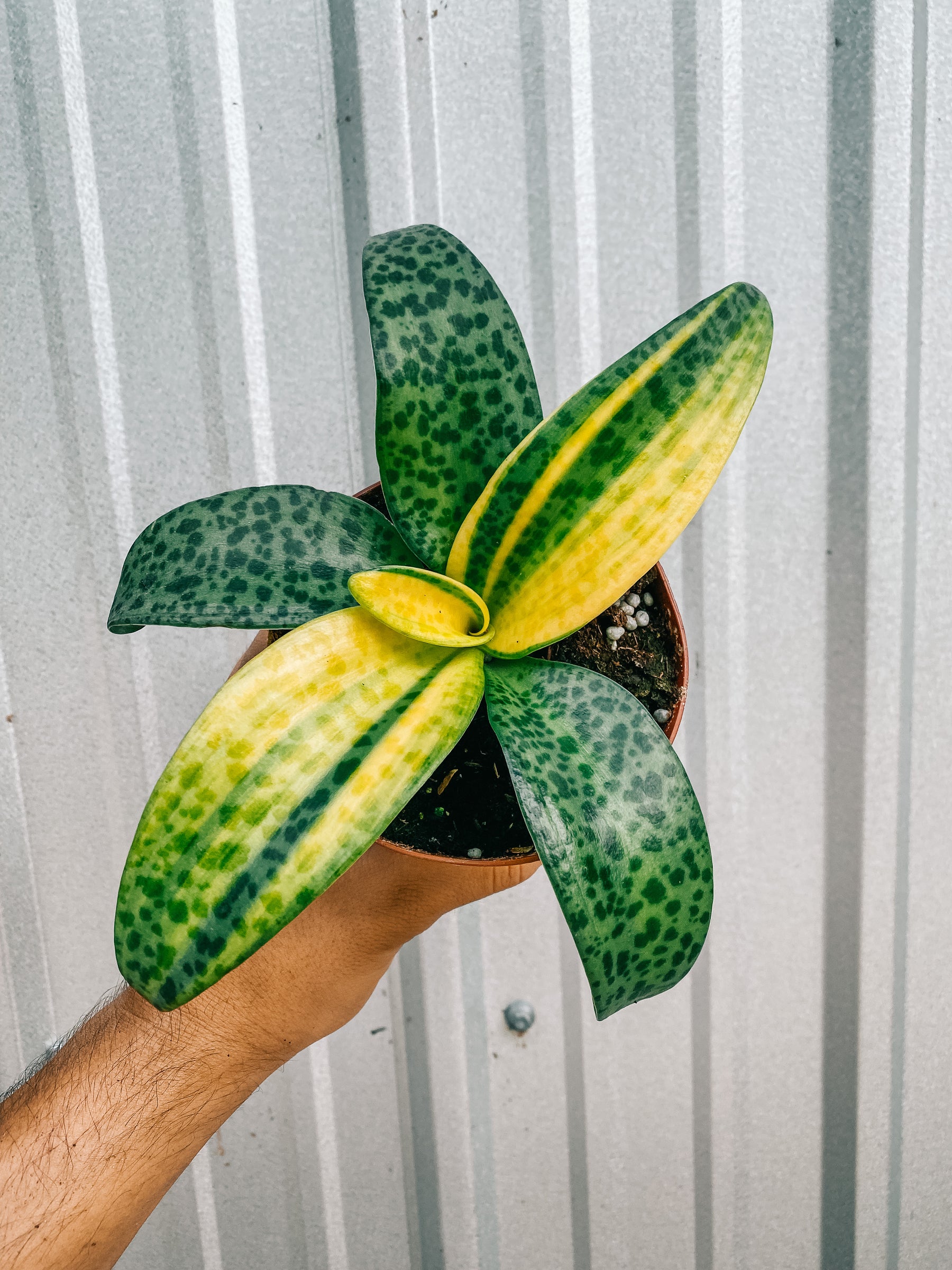 4" Leopard Lily Variegated