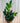 6" Zamioculcas Zamiifolia 'Nova Star' (Black ZZ Plant)