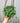 6" Peperomia Prostrata 'String of Turtles' (Hanging Basket)