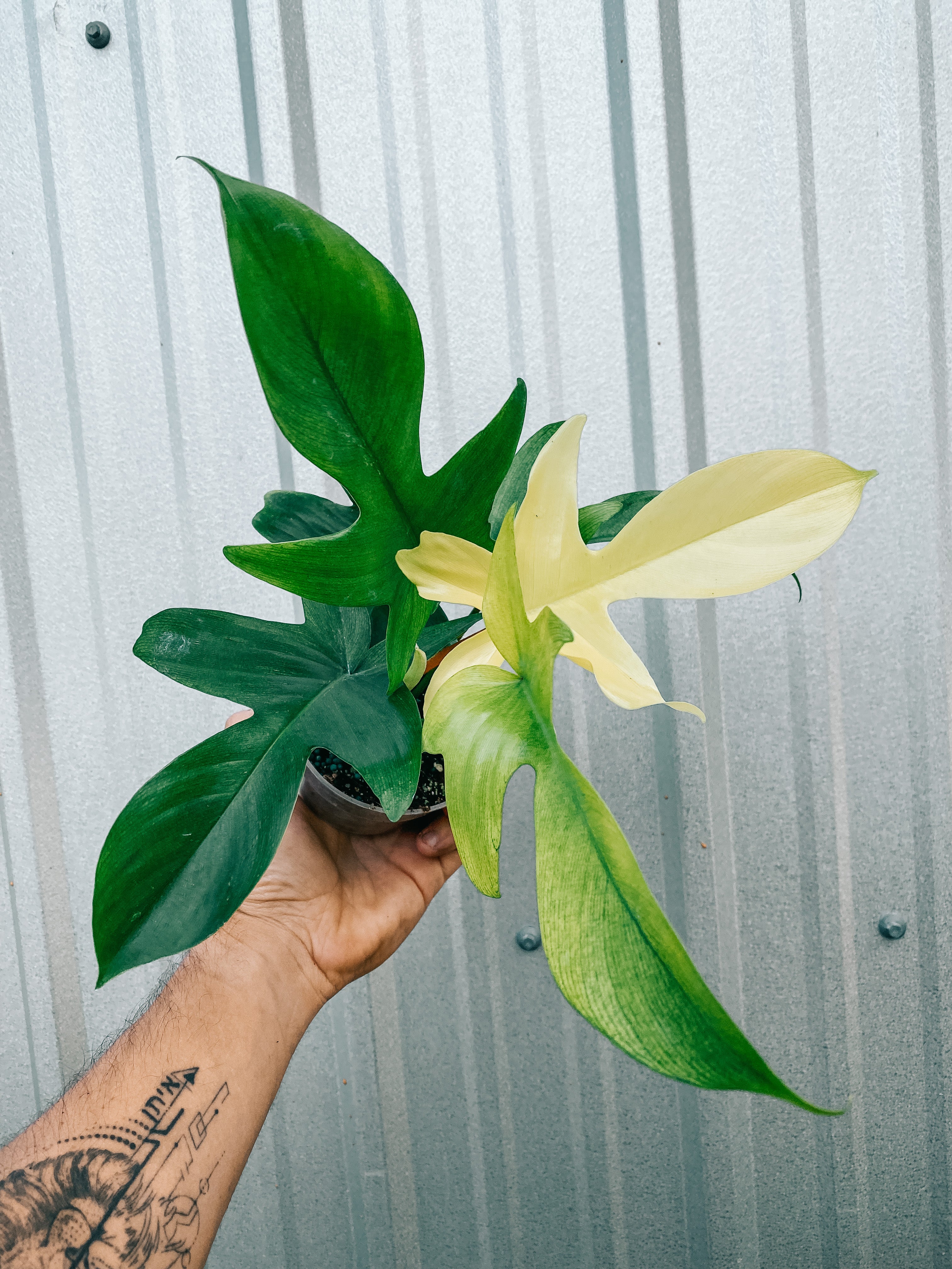 florida ghost philodendron 4" Philodendron 'Florida Ghost'