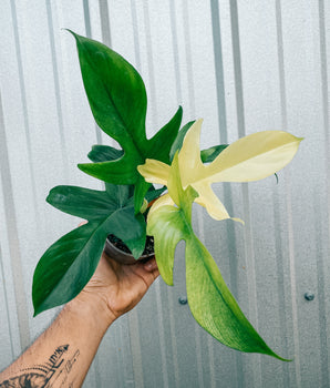 4" Philodendron 'Florida Ghost'