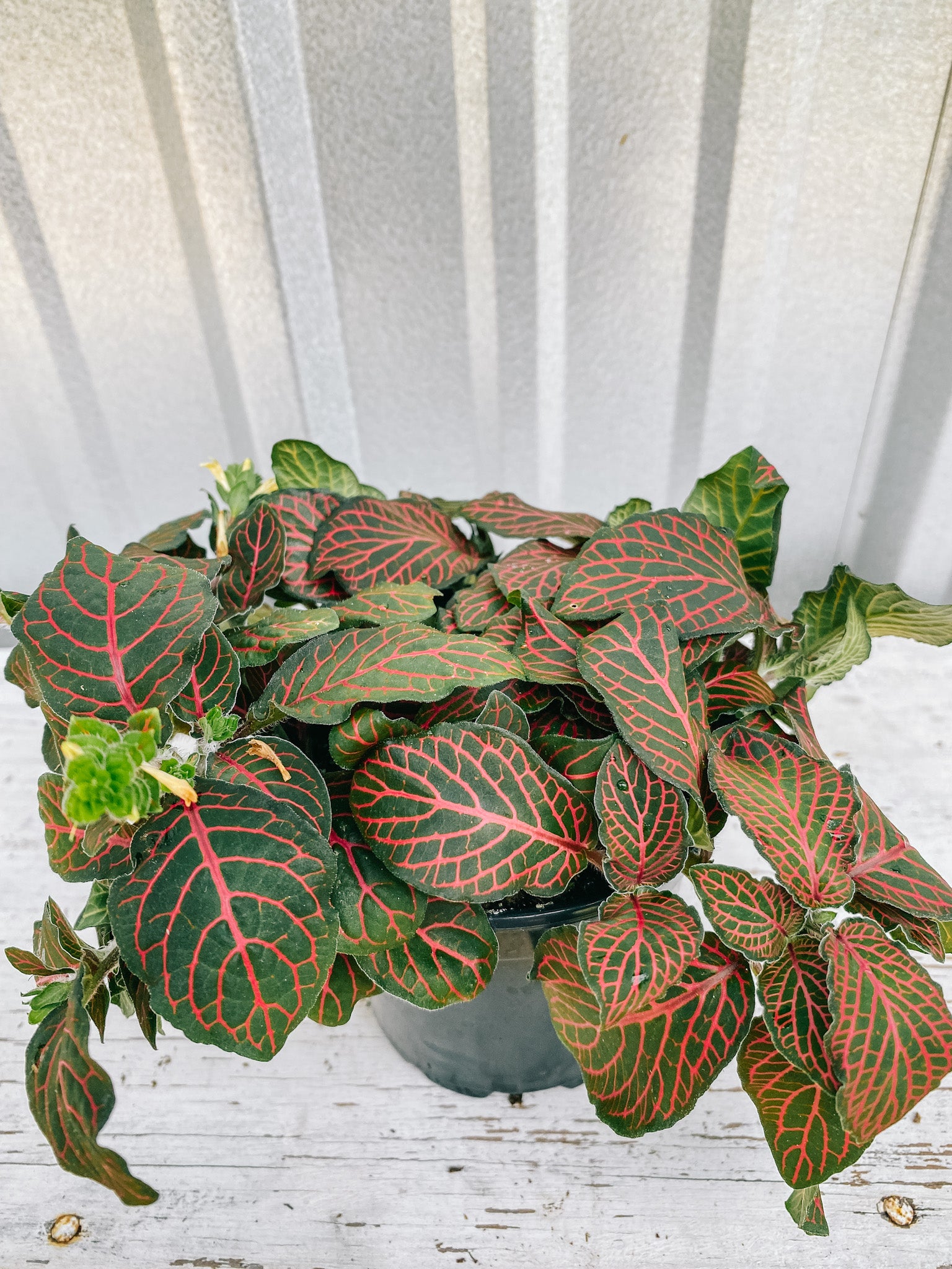 4" Fittonia ‘Nerve Plant’ (Red)