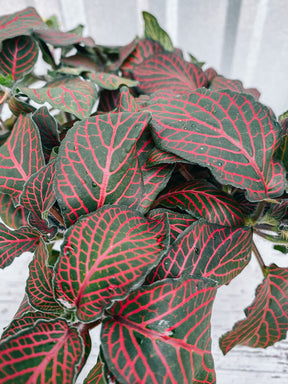 4" Fittonia ‘Nerve Plant’ (Red)