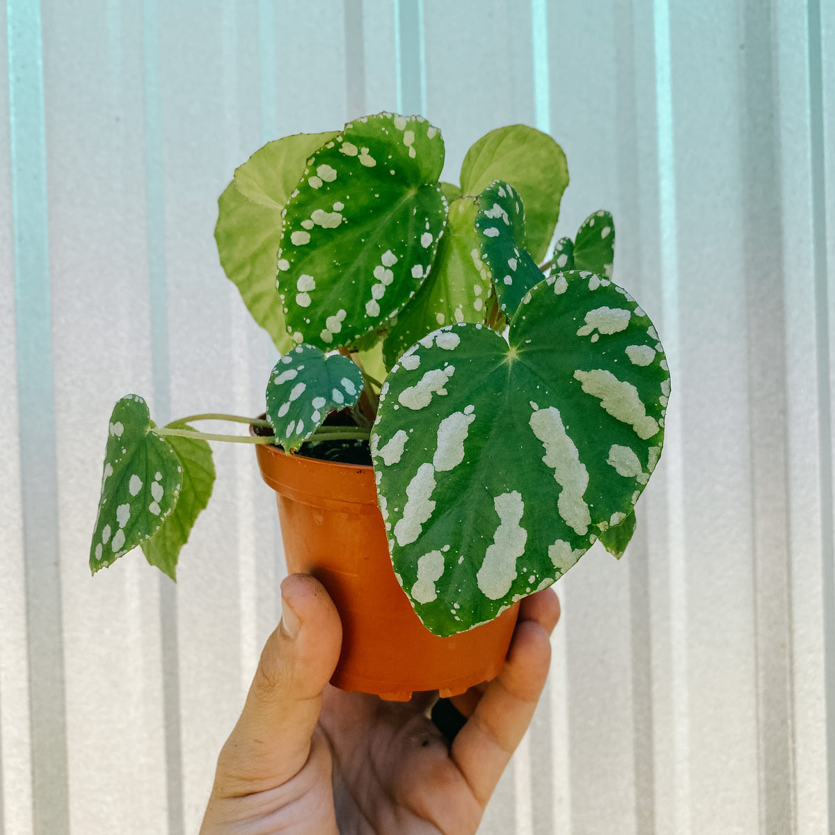 5％OFF】 日本未入荷 Begonia sp. Dehomg,Yunnan③ - www.massagepro.uk