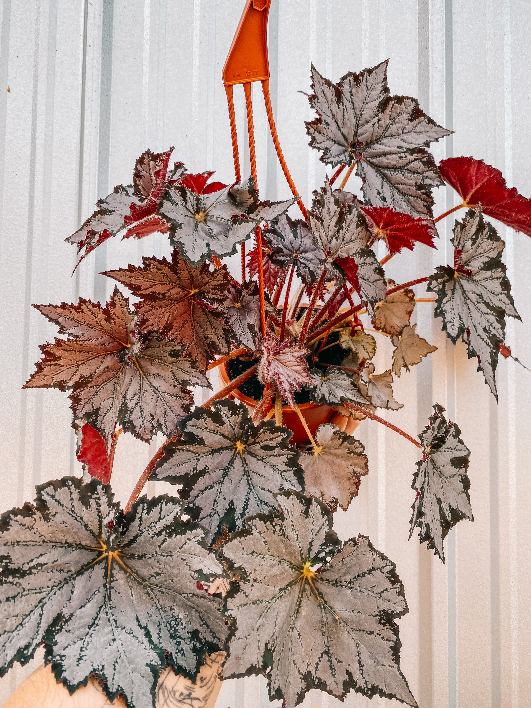 6" Begonia 'Sierra Silver Mist' (Hanging Basket)