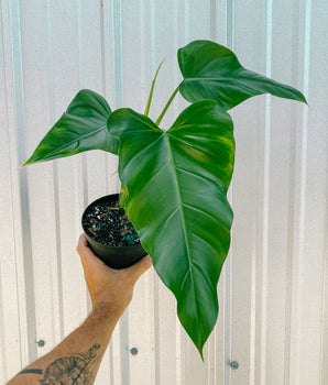 6" Philodendron 'domesticum' (reverted)