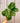 4" Maranta Leuconeura ‘Prayer Plant’