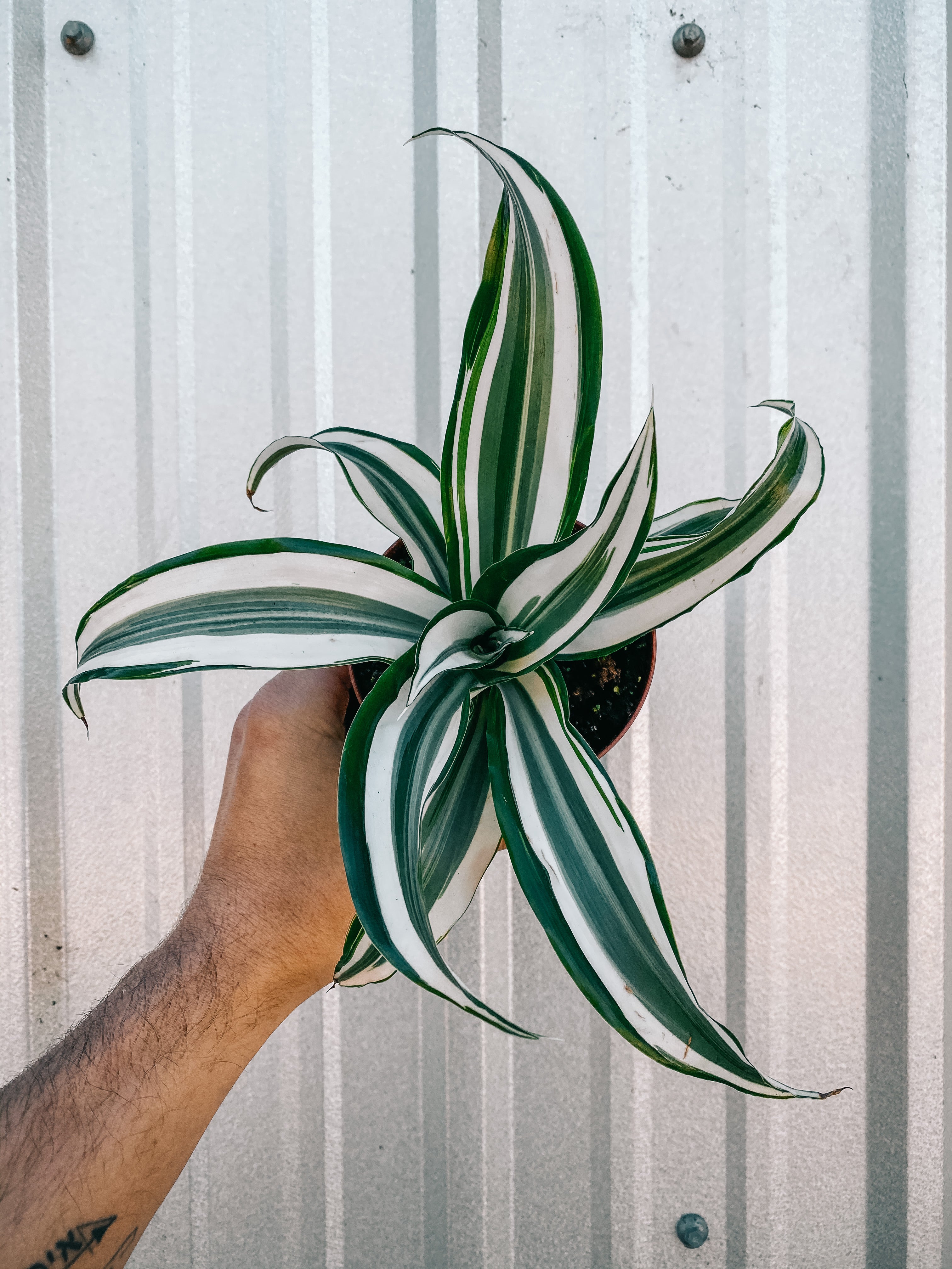dracaena white bird 4" Dracaena 'White Jewel' Dragon Tree – BWH Plant Co