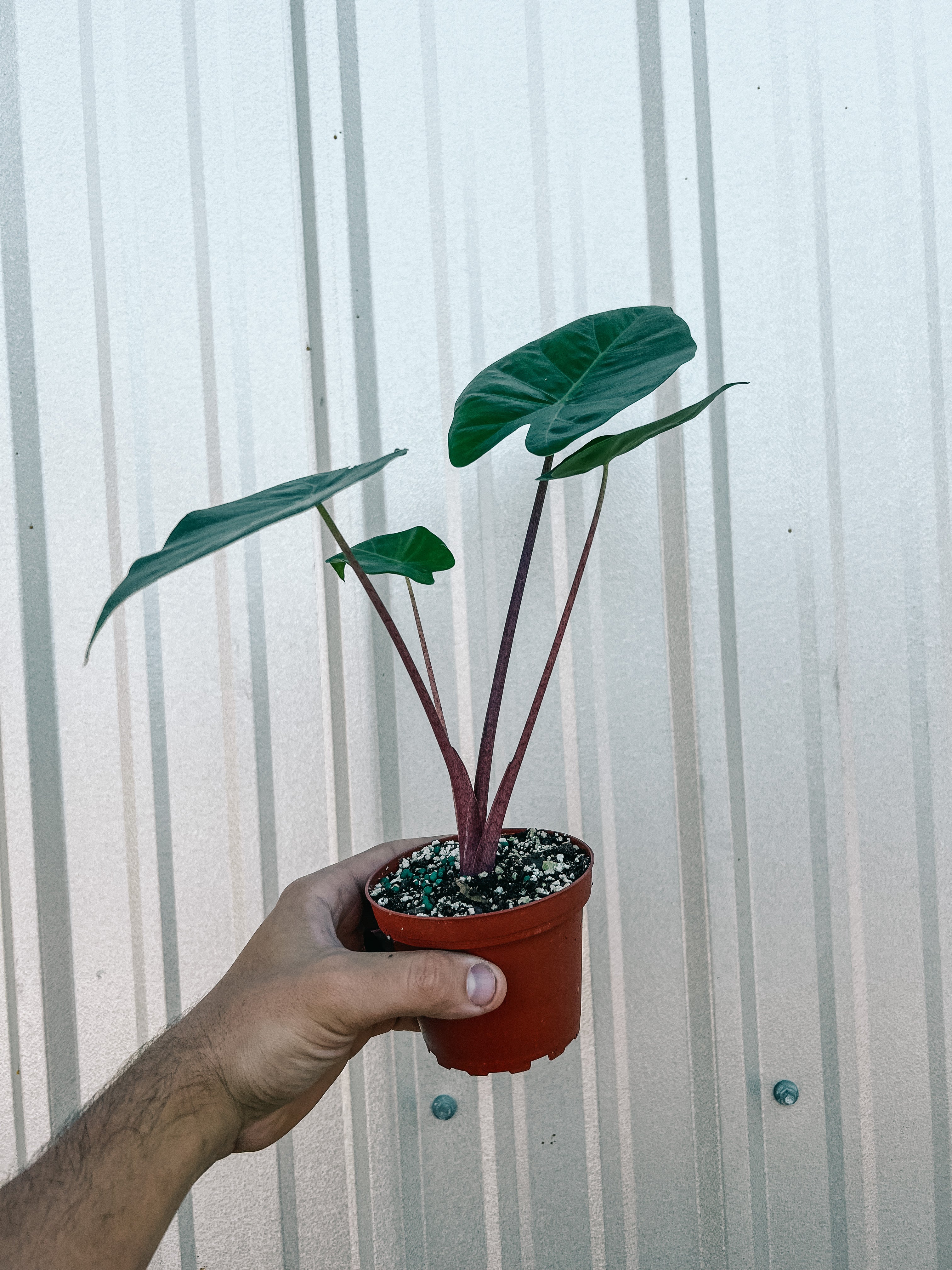 red stem indoor plant 4" Alocasia 'Imperial Red' – BWH Plant Co