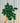 6" Ficus Ginseng Microcarpa
