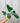 4" Philodendron 'Bipennifolium'