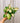4.5" Hoya ‘Australis Lisa’ (Hanging Basket)