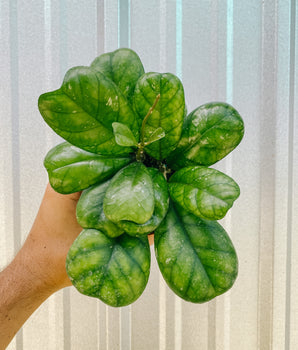 4" Hoya 'Deykeae'