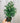 4" Norfolk Island Pine