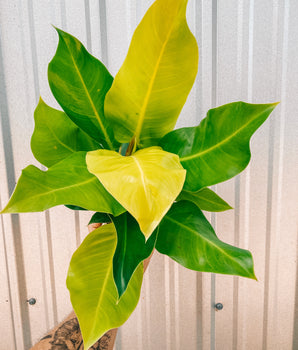 6" Philodendron 'Moonlight'